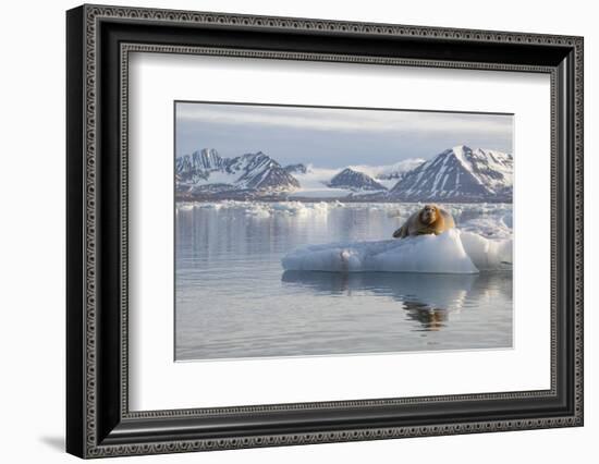 Norway, Svalbard. Bearded Seal Resting on Ice-Jaynes Gallery-Framed Photographic Print