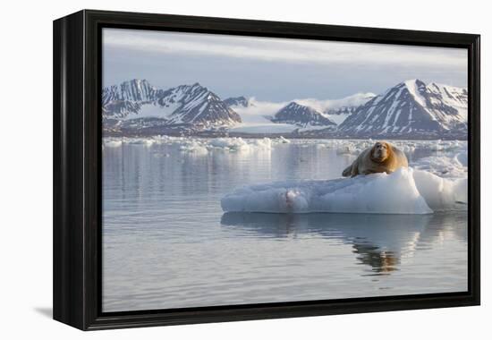 Norway, Svalbard. Bearded Seal Resting on Ice-Jaynes Gallery-Framed Premier Image Canvas