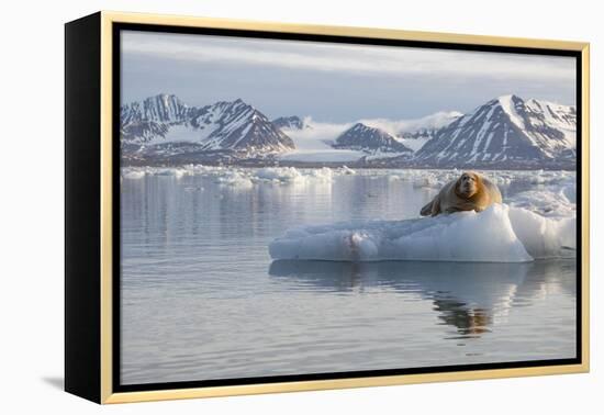 Norway, Svalbard. Bearded Seal Resting on Ice-Jaynes Gallery-Framed Premier Image Canvas