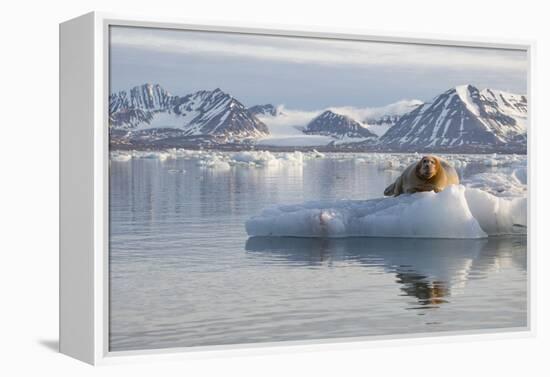 Norway, Svalbard. Bearded Seal Resting on Ice-Jaynes Gallery-Framed Premier Image Canvas