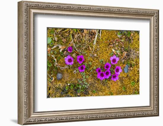 Norway. Svalbard. Bellsund. Camp Millar. Purple Saxifrage-Inger Hogstrom-Framed Photographic Print