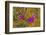 Norway. Svalbard. Bellsund. Camp Millar. Purple Saxifrage-Inger Hogstrom-Framed Photographic Print