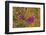 Norway. Svalbard. Bellsund. Camp Millar. Purple Saxifrage-Inger Hogstrom-Framed Photographic Print