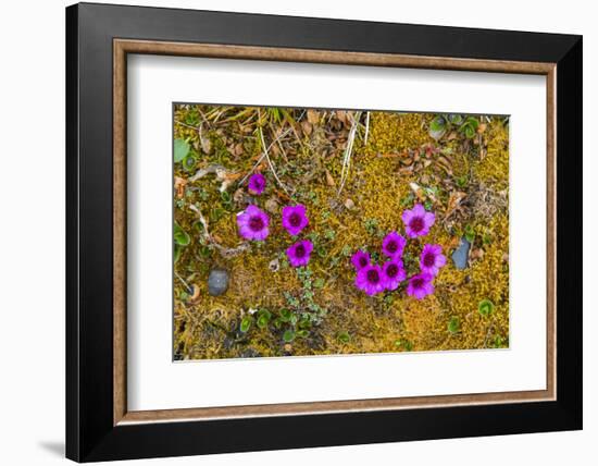 Norway. Svalbard. Bellsund. Camp Millar. Purple Saxifrage-Inger Hogstrom-Framed Photographic Print