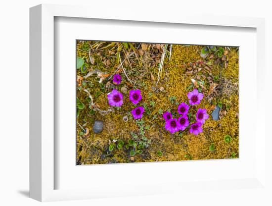 Norway. Svalbard. Bellsund. Camp Millar. Purple Saxifrage-Inger Hogstrom-Framed Photographic Print