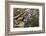 Norway. Svalbard. Bellsund. Camp Millar. Purple Saxifrage-Inger Hogstrom-Framed Photographic Print