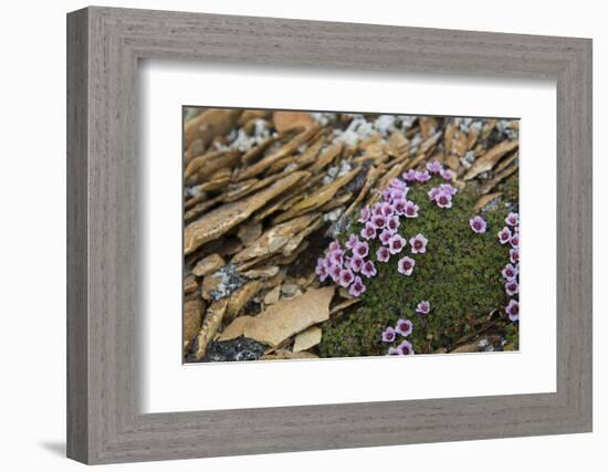 Norway. Svalbard. Bellsund. Camp Millar. Purple Saxifrage-Inger Hogstrom-Framed Photographic Print