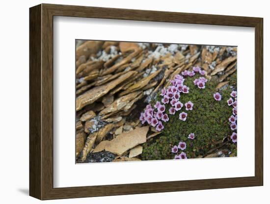 Norway. Svalbard. Bellsund. Camp Millar. Purple Saxifrage-Inger Hogstrom-Framed Photographic Print