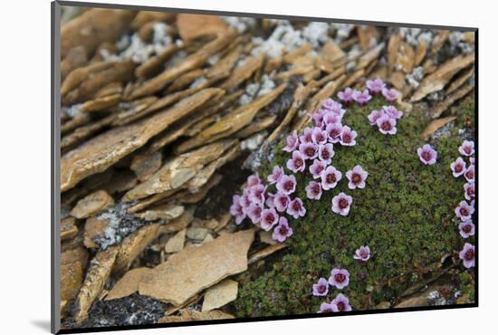 Norway. Svalbard. Bellsund. Camp Millar. Purple Saxifrage-Inger Hogstrom-Mounted Photographic Print