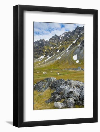 Norway. Svalbard. Bellsund. Camp Millar. Svalbard Reindeer Grazing-Inger Hogstrom-Framed Photographic Print