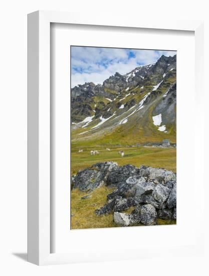 Norway. Svalbard. Bellsund. Camp Millar. Svalbard Reindeer Grazing-Inger Hogstrom-Framed Photographic Print