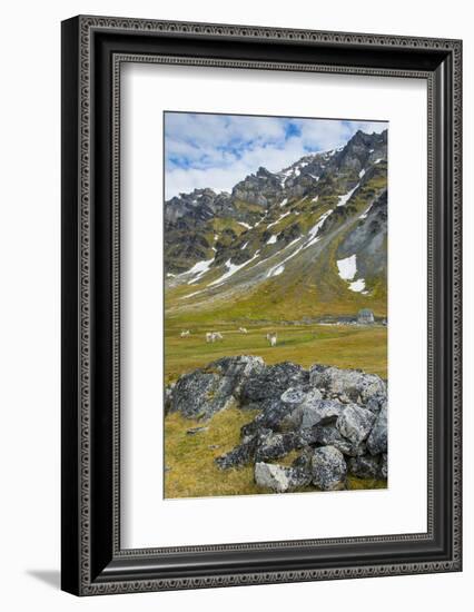 Norway. Svalbard. Bellsund. Camp Millar. Svalbard Reindeer Grazing-Inger Hogstrom-Framed Photographic Print