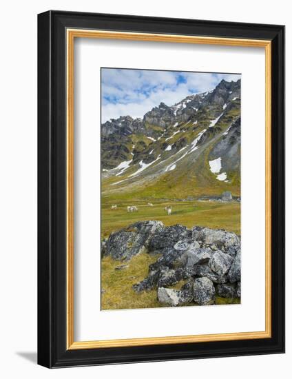 Norway. Svalbard. Bellsund. Camp Millar. Svalbard Reindeer Grazing-Inger Hogstrom-Framed Photographic Print