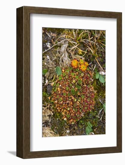 Norway. Svalbard. Bellsund. Camp Millar. Tufted Saxifrage-Inger Hogstrom-Framed Photographic Print