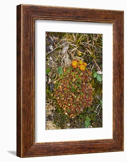 Norway. Svalbard. Bellsund. Camp Millar. Tufted Saxifrage-Inger Hogstrom-Framed Photographic Print