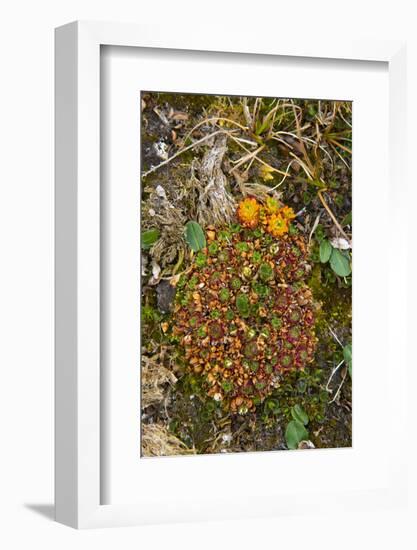 Norway. Svalbard. Bellsund. Camp Millar. Tufted Saxifrage-Inger Hogstrom-Framed Photographic Print