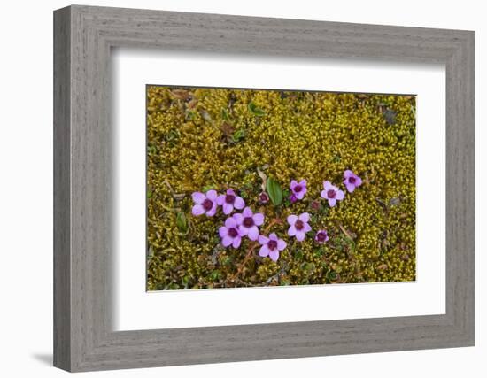 Norway. Svalbard. Bellsund. Varsolbukta. Camp Millar. Purple Saxifrage-Inger Hogstrom-Framed Photographic Print