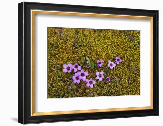 Norway. Svalbard. Bellsund. Varsolbukta. Camp Millar. Purple Saxifrage-Inger Hogstrom-Framed Photographic Print