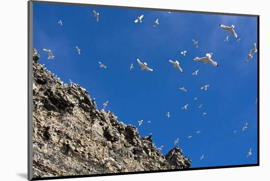 Norway. Svalbard. Black-Legged Kittiwake Colony on the Cliffs-Inger Hogstrom-Mounted Photographic Print