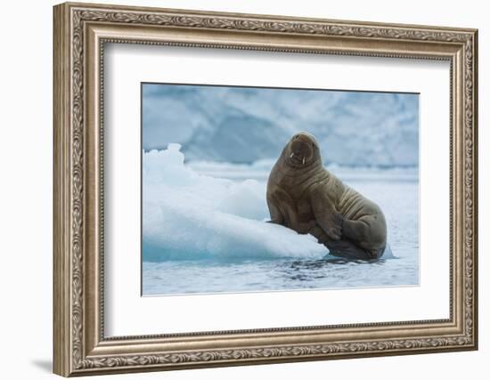 Norway. Svalbard. Brasvelbreen. Atlantic Walrus Resting on an Ice Floe-Inger Hogstrom-Framed Photographic Print