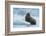 Norway. Svalbard. Brasvelbreen. Atlantic Walrus Resting on an Ice Floe-Inger Hogstrom-Framed Photographic Print