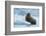 Norway. Svalbard. Brasvelbreen. Atlantic Walrus Resting on an Ice Floe-Inger Hogstrom-Framed Photographic Print