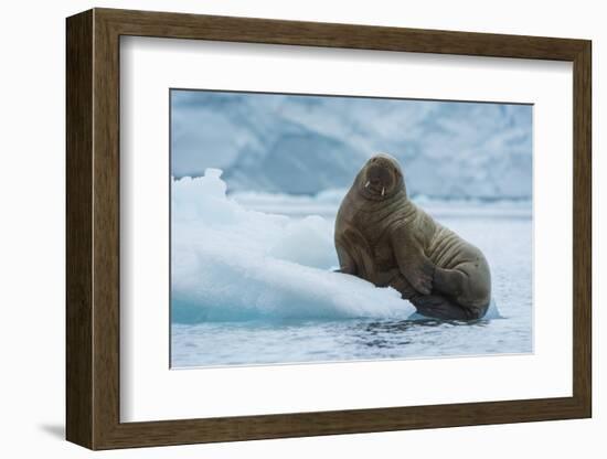 Norway. Svalbard. Brasvelbreen. Atlantic Walrus Resting on an Ice Floe-Inger Hogstrom-Framed Photographic Print