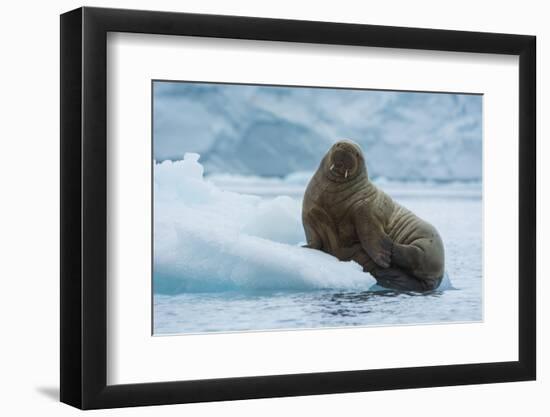 Norway. Svalbard. Brasvelbreen. Atlantic Walrus Resting on an Ice Floe-Inger Hogstrom-Framed Photographic Print