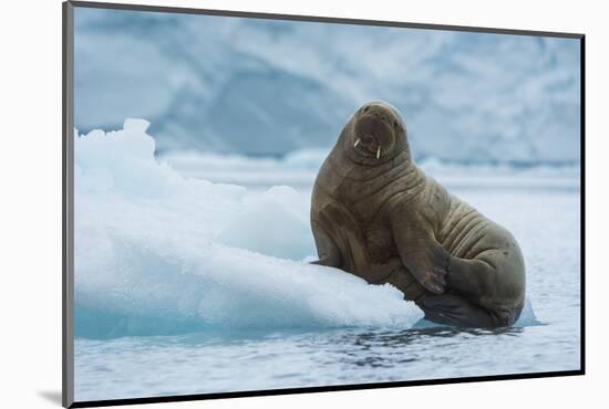 Norway. Svalbard. Brasvelbreen. Atlantic Walrus Resting on an Ice Floe-Inger Hogstrom-Mounted Photographic Print