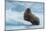 Norway. Svalbard. Brasvelbreen. Atlantic Walrus Resting on an Ice Floe-Inger Hogstrom-Mounted Photographic Print