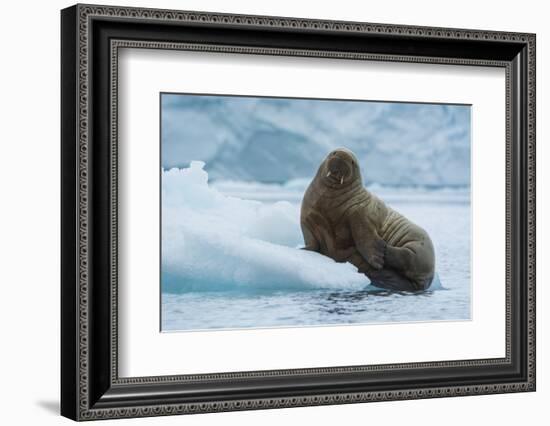 Norway. Svalbard. Brasvelbreen. Atlantic Walrus Resting on an Ice Floe-Inger Hogstrom-Framed Photographic Print