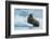 Norway. Svalbard. Brasvelbreen. Atlantic Walrus Resting on an Ice Floe-Inger Hogstrom-Framed Photographic Print