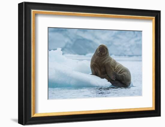 Norway. Svalbard. Brasvelbreen. Atlantic Walrus Resting on an Ice Floe-Inger Hogstrom-Framed Photographic Print