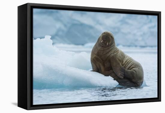 Norway. Svalbard. Brasvelbreen. Atlantic Walrus Resting on an Ice Floe-Inger Hogstrom-Framed Premier Image Canvas