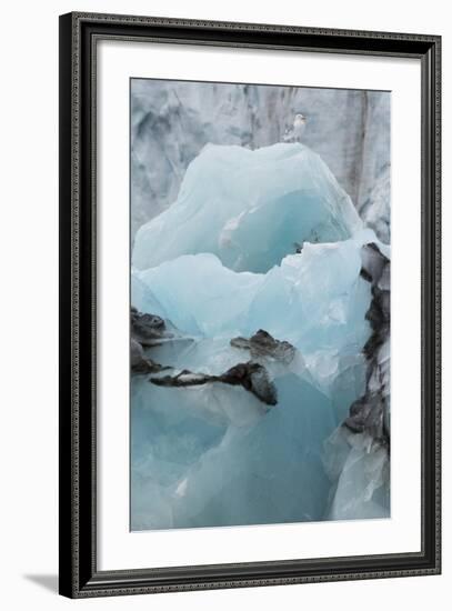 Norway. Svalbard. Brepollen. Black-Legged Kittiwake on an Iceberg-Inger Hogstrom-Framed Photographic Print