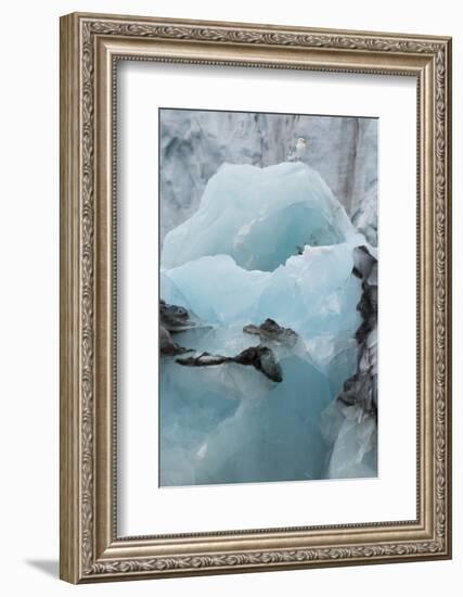 Norway. Svalbard. Brepollen. Black-Legged Kittiwake on an Iceberg-Inger Hogstrom-Framed Photographic Print