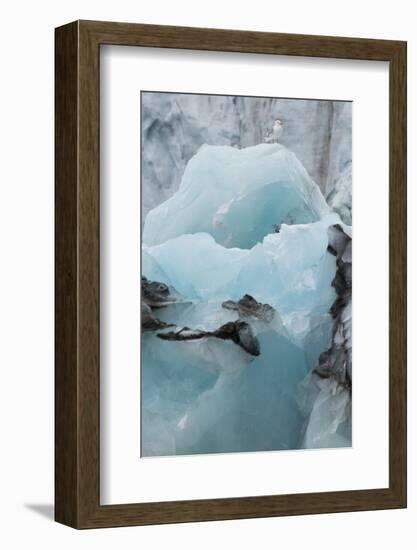 Norway. Svalbard. Brepollen. Black-Legged Kittiwake on an Iceberg-Inger Hogstrom-Framed Photographic Print