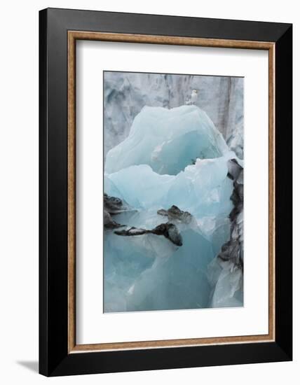 Norway. Svalbard. Brepollen. Black-Legged Kittiwake on an Iceberg-Inger Hogstrom-Framed Photographic Print