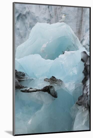 Norway. Svalbard. Brepollen. Black-Legged Kittiwake on an Iceberg-Inger Hogstrom-Mounted Photographic Print