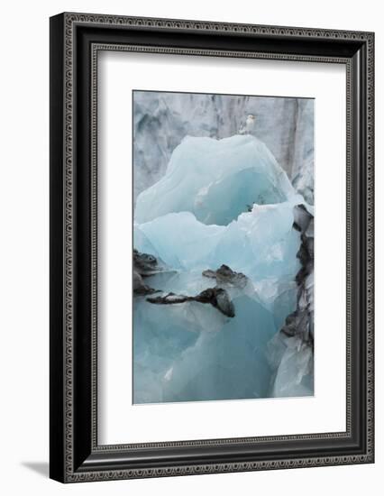 Norway. Svalbard. Brepollen. Black-Legged Kittiwake on an Iceberg-Inger Hogstrom-Framed Photographic Print