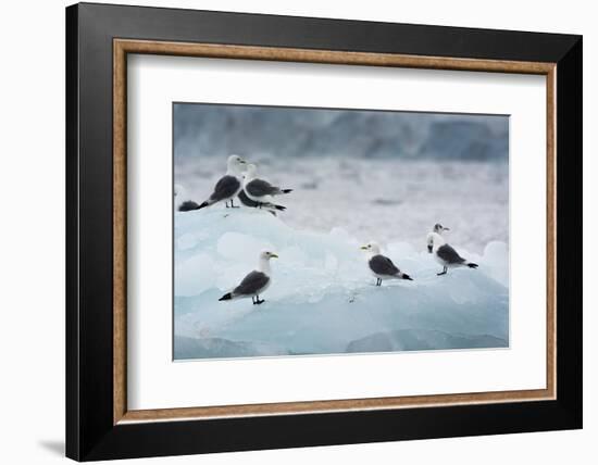 Norway. Svalbard. Brepollen. Black-Legged Kittiwakes on an Iceberg-Inger Hogstrom-Framed Photographic Print