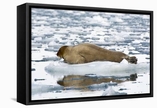 Norway. Svalbard. Burgerbutka. Bearded Seal Resting on an Ice Floe-Inger Hogstrom-Framed Premier Image Canvas