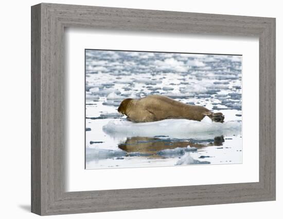 Norway. Svalbard. Burgerbutka. Bearded Seal Resting on an Ice Floe-Inger Hogstrom-Framed Photographic Print