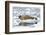 Norway. Svalbard. Burgerbutka. Bearded Seal Resting on an Ice Floe-Inger Hogstrom-Framed Photographic Print