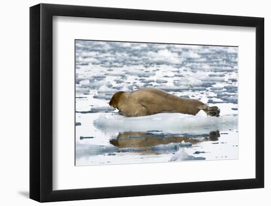 Norway. Svalbard. Burgerbutka. Bearded Seal Resting on an Ice Floe-Inger Hogstrom-Framed Photographic Print