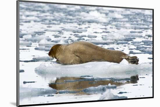 Norway. Svalbard. Burgerbutka. Bearded Seal Resting on an Ice Floe-Inger Hogstrom-Mounted Photographic Print