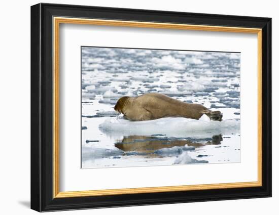 Norway. Svalbard. Burgerbutka. Bearded Seal Resting on an Ice Floe-Inger Hogstrom-Framed Photographic Print