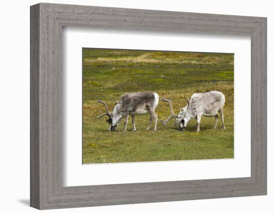 Norway. Svalbard. Camp Millar. Svalbard Reindeer Grazing-Inger Hogstrom-Framed Photographic Print