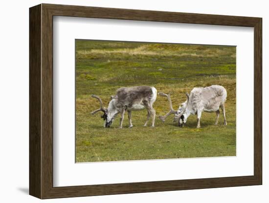 Norway. Svalbard. Camp Millar. Svalbard Reindeer Grazing-Inger Hogstrom-Framed Photographic Print