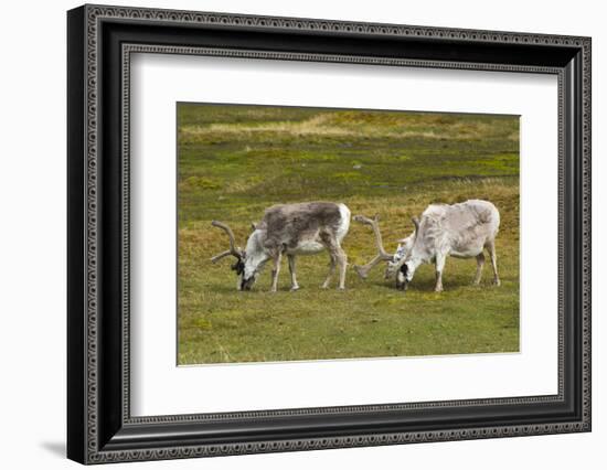 Norway. Svalbard. Camp Millar. Svalbard Reindeer Grazing-Inger Hogstrom-Framed Photographic Print